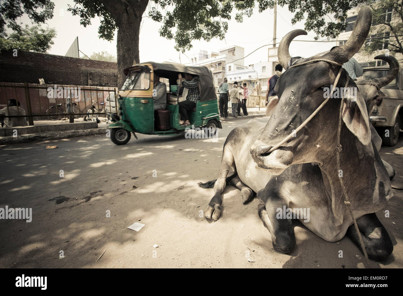 A Rickshaw And A Holy Cow In The Street; Delhi India Stock Photo - Alamy