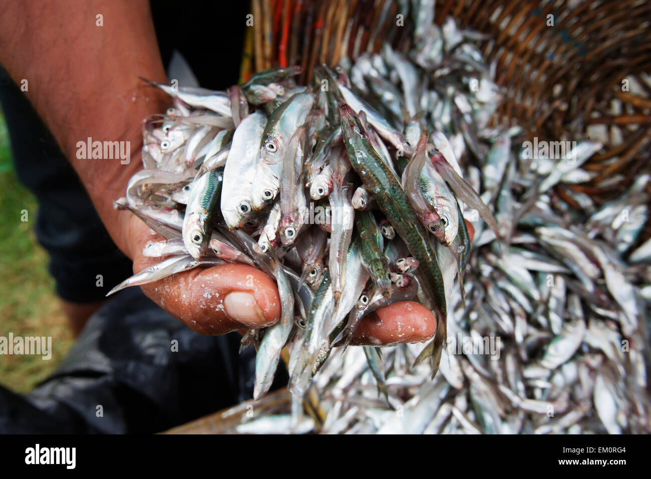 Women sort the fish catch in Lhok Seudu village; Aceh Province, Sumatra, Indonesia Stock Photo