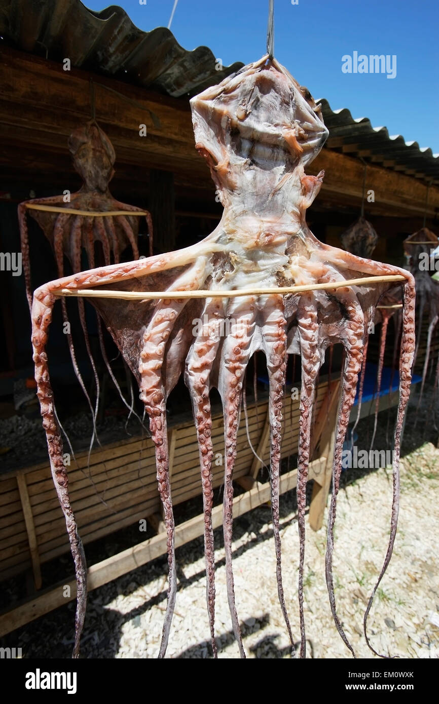 An octopus hanging out to dry at a roadside fish stall in Lhok Seudu village; Aceh Province, Sumatra, Indonesia Stock Photo