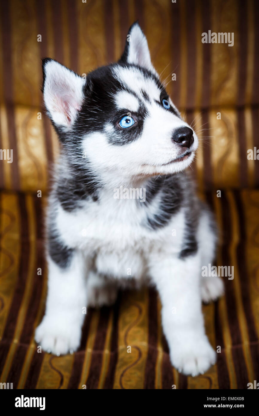 Siberian husky puppy Stock Photo