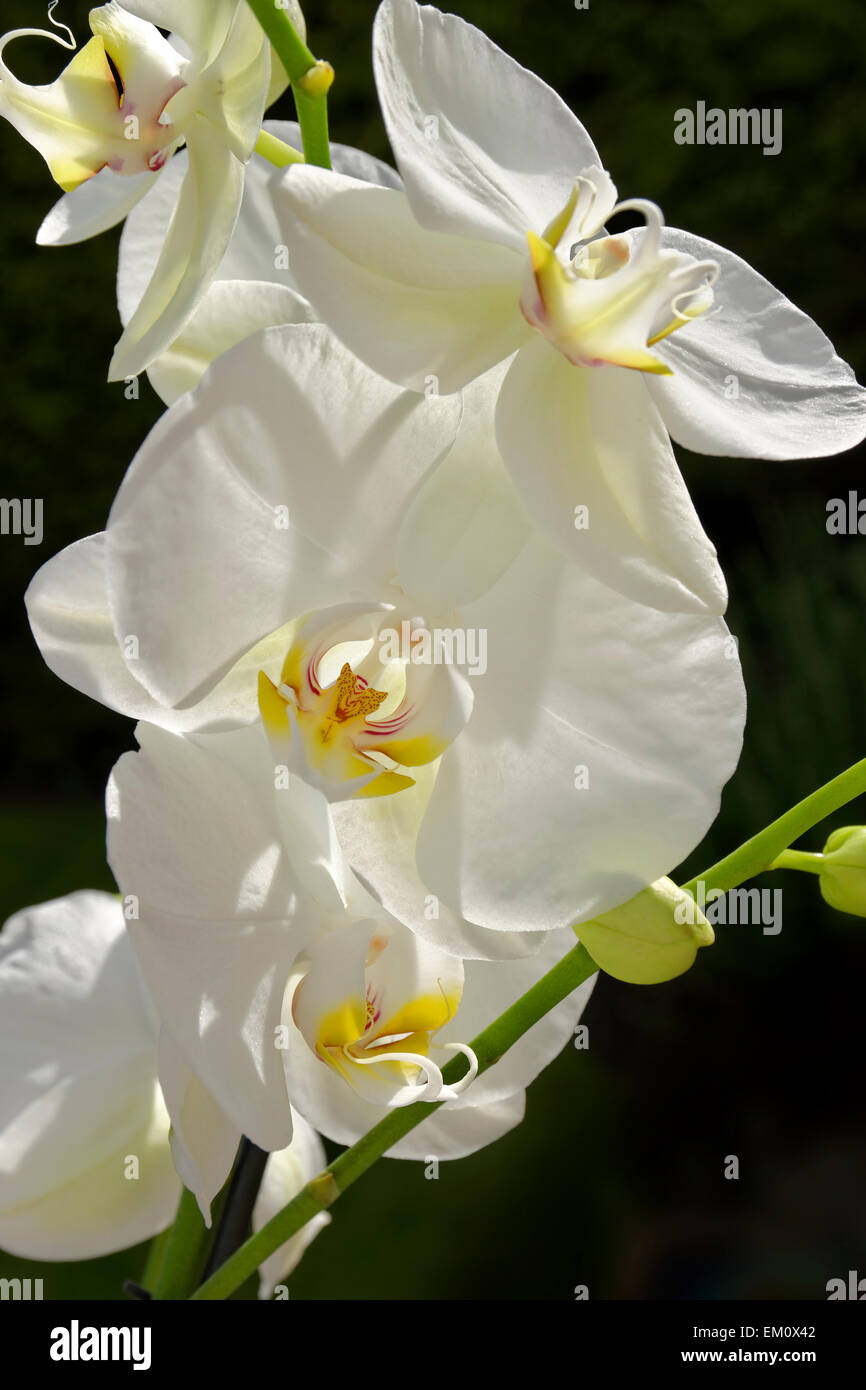 White Orchid Flowers sometimes called 'Moth' orchid. Phalaenopsis hybrid. Stock Photo