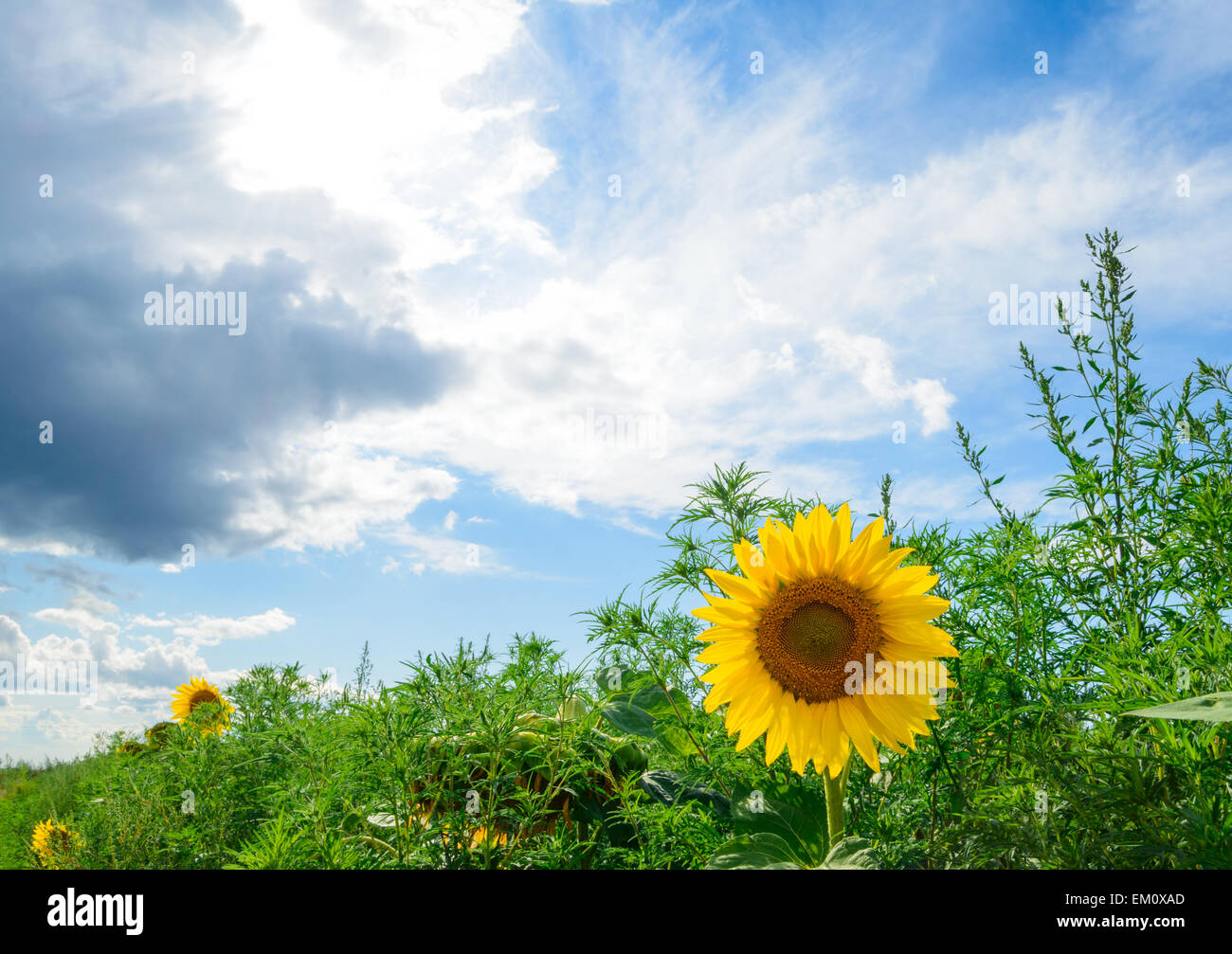 Beautiful Bright Sunflower in the Green Field Stock Photo - Alamy