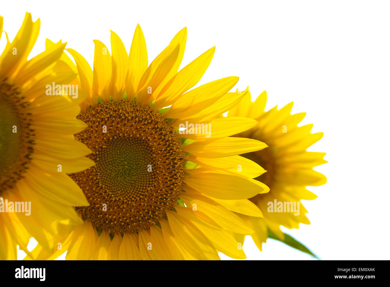 Beautiful Bright Sunflowers on the White Background Stock Photo - Alamy