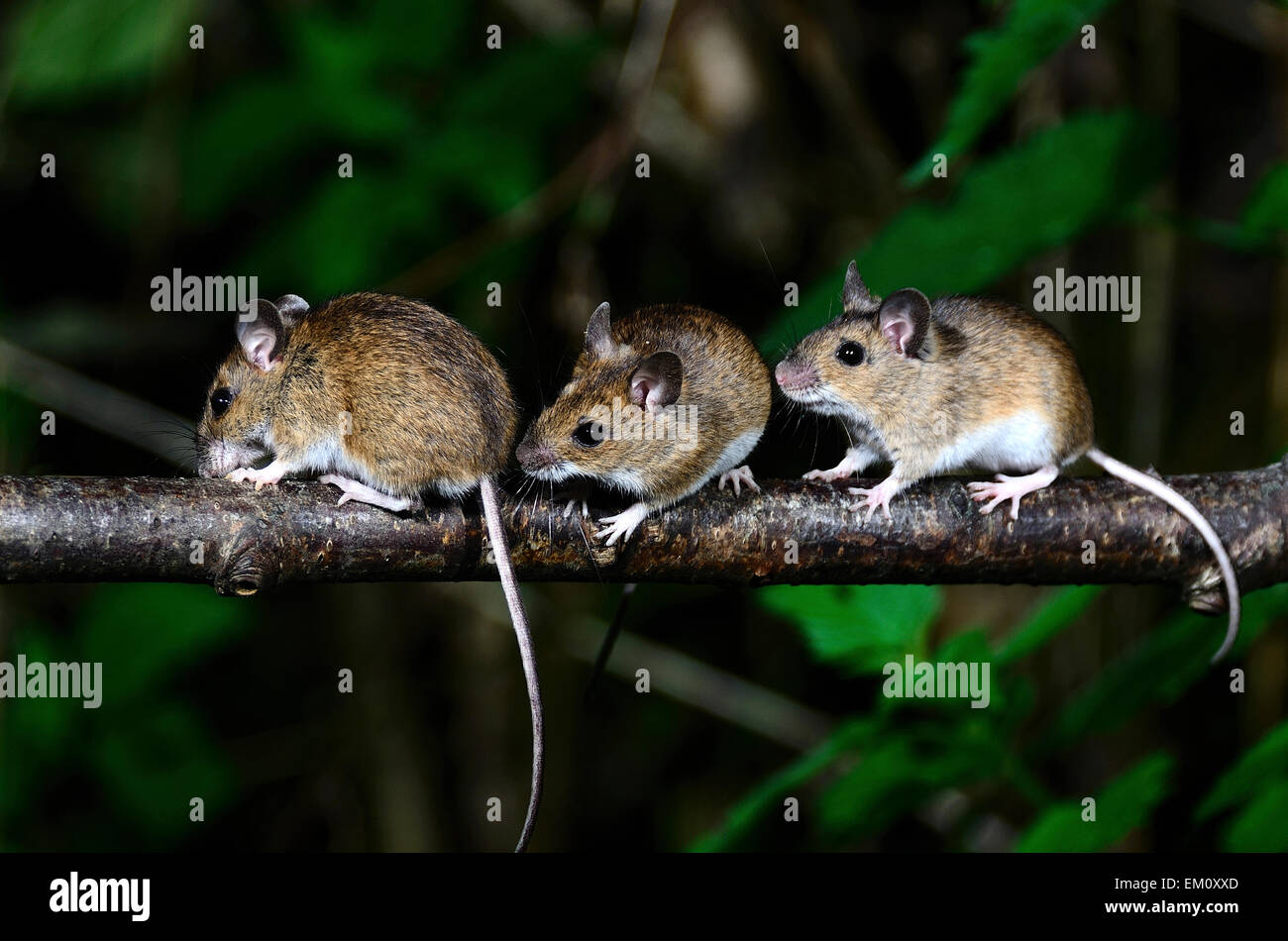 Wood Mice Uk High Resolution Stock Photography and Images Alamy