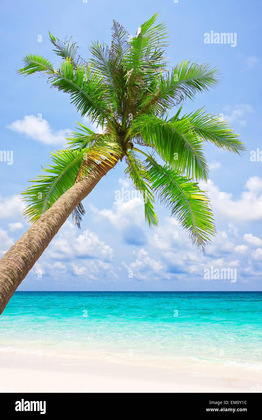 Tree palm beach pattern hi-res stock photography and images - Alamy