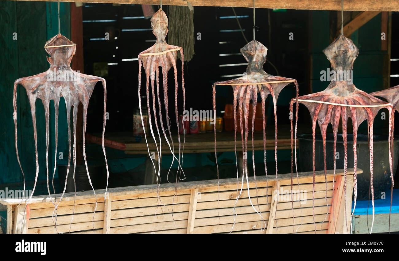 Octopus hanging out to dry at a roadside fish stall in Lhok Seudu village; Aceh Province, Sumatra, Indonesia Stock Photo