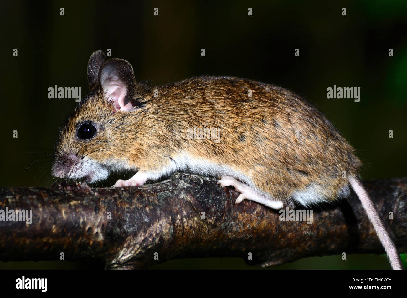 Ears And Tail High Resolution Stock Photography and Images - Alamy