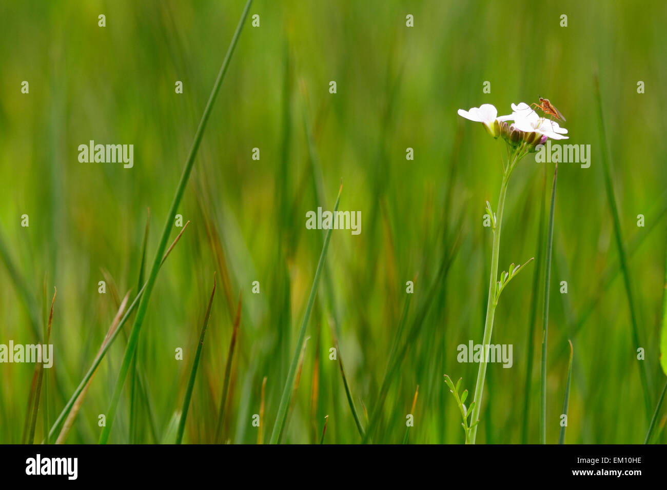 gnats on flowers