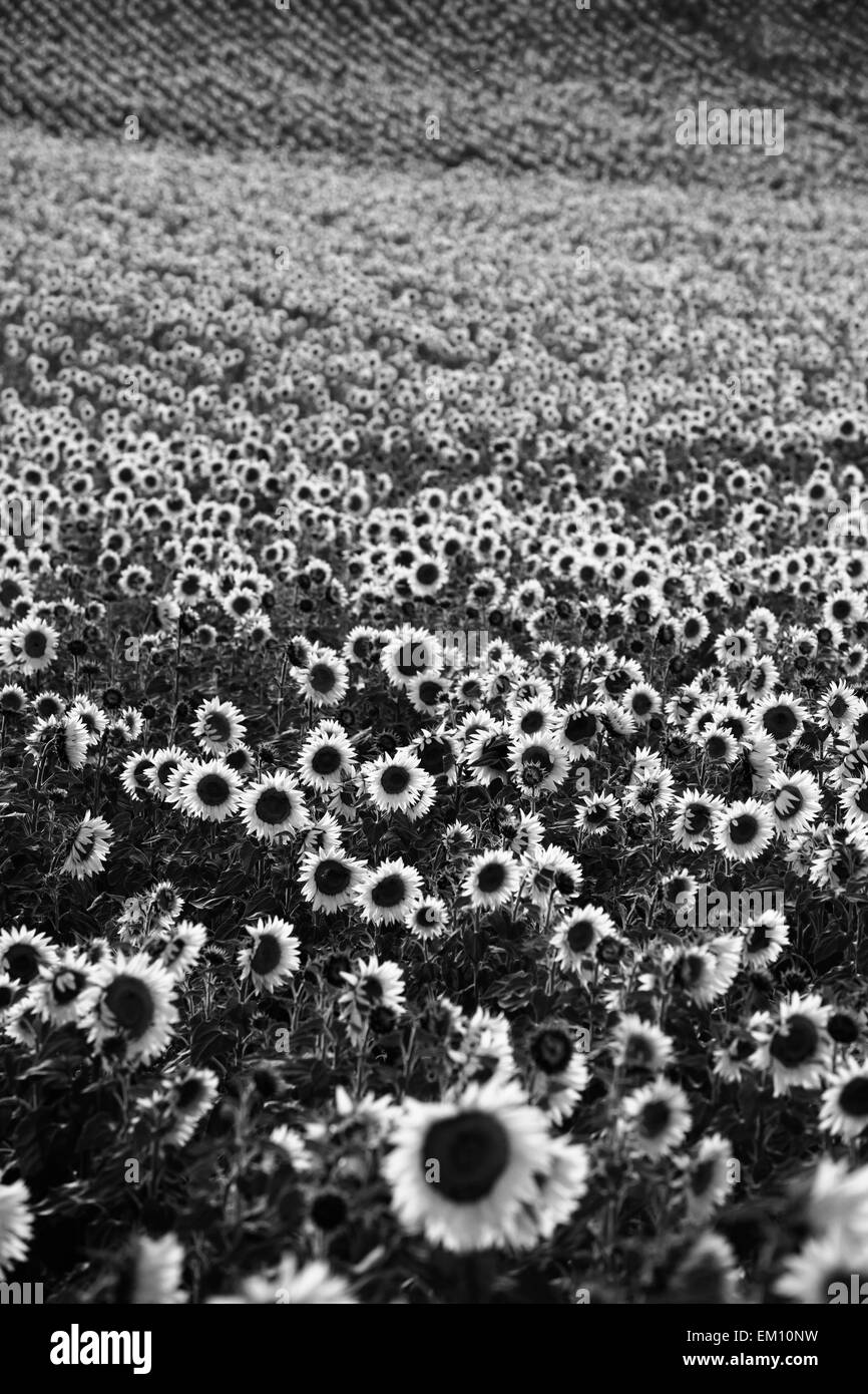 Beautiful sunflower field Black and White Stock Photos & Images - Alamy