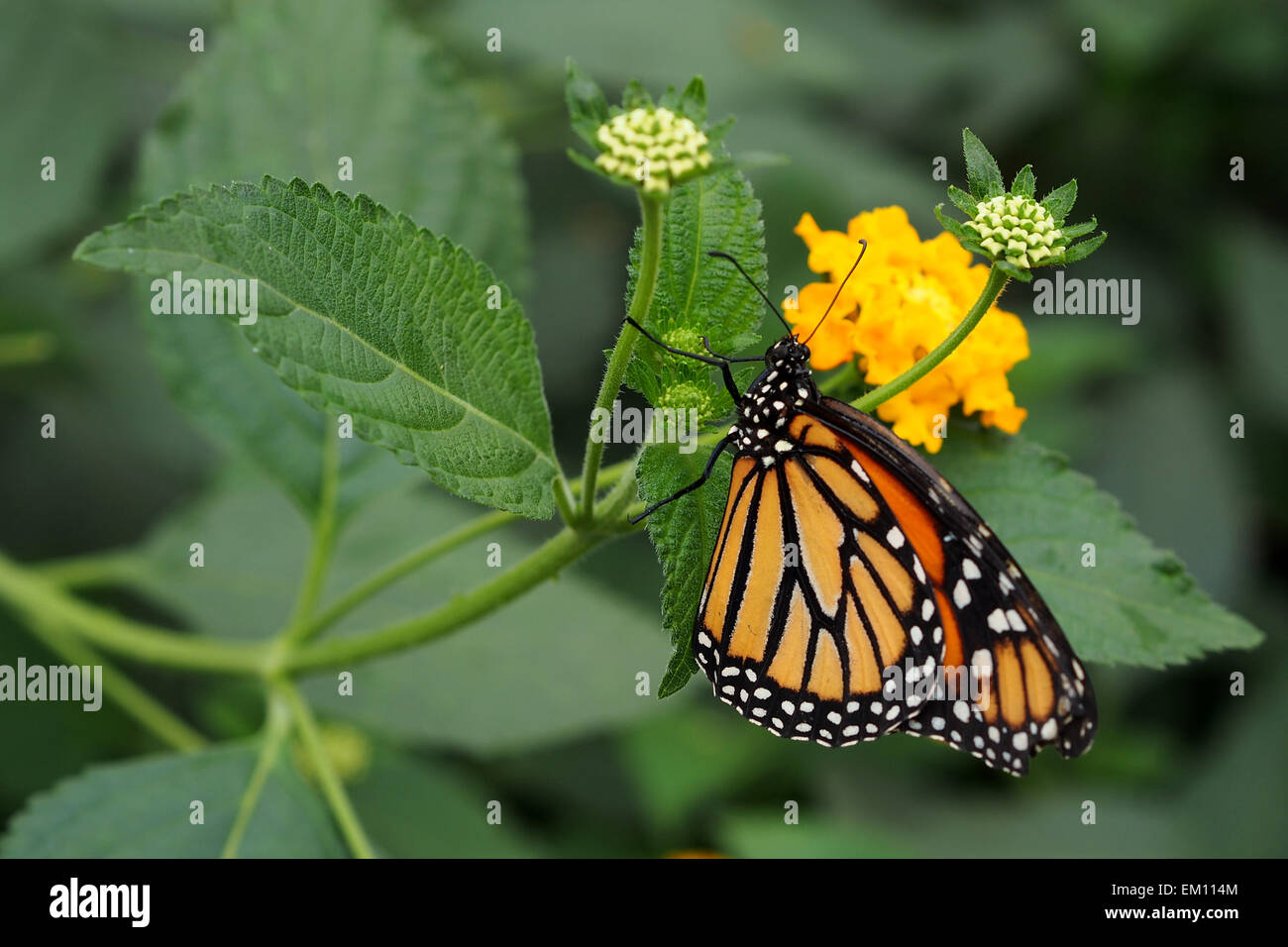 Monarch butterfly sucking nectar Stock Photo