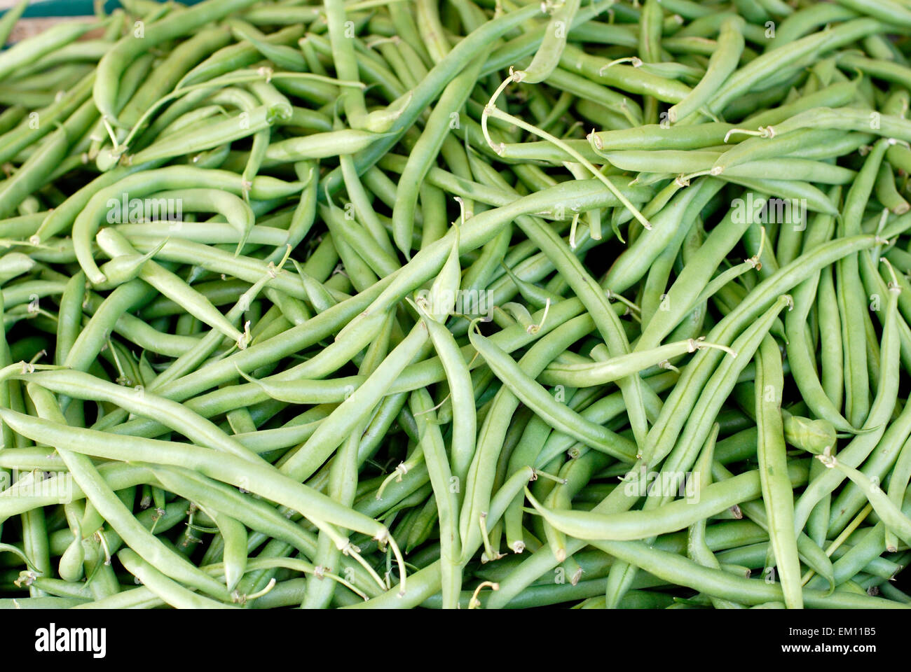 Harvested green beans Stock Photo Alamy