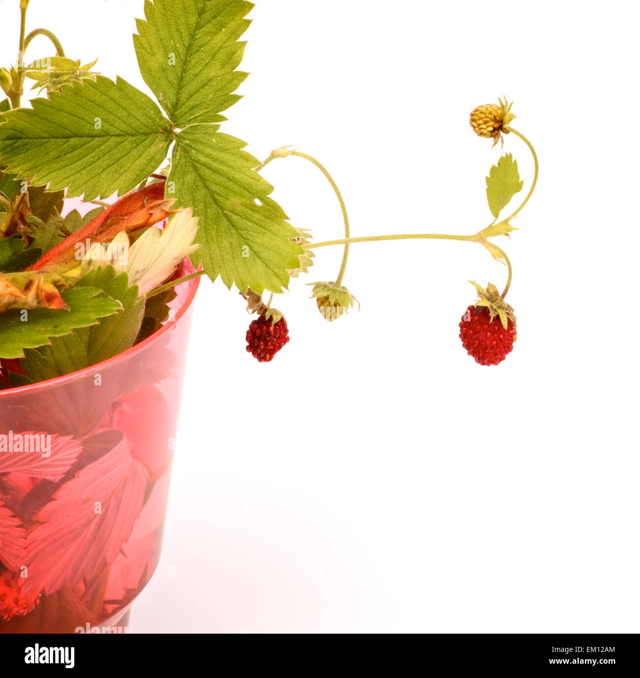 Leafs strawberries hi-res stock photography and images - Alamy