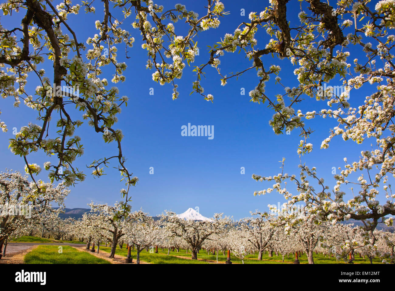 Apple Blossom Trees In Hood River Valley Columbia River With