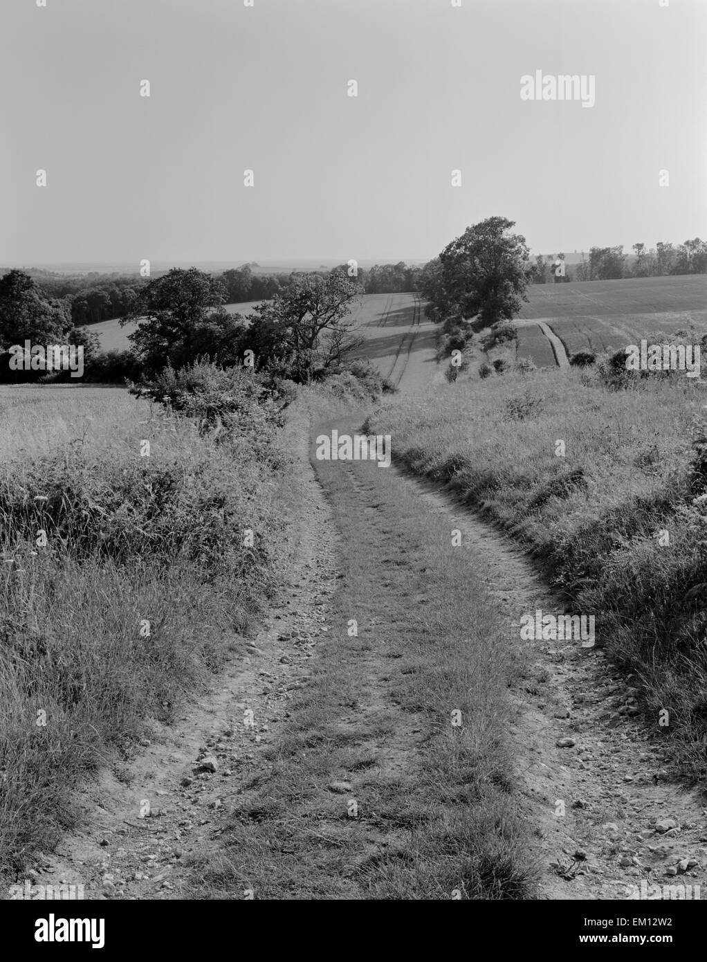 Chalk downland trackway on course of Stane Street Roman road looking WSW to Eartham Wood, West Sussex: Roman Chichester to London road built AD70. Stock Photo