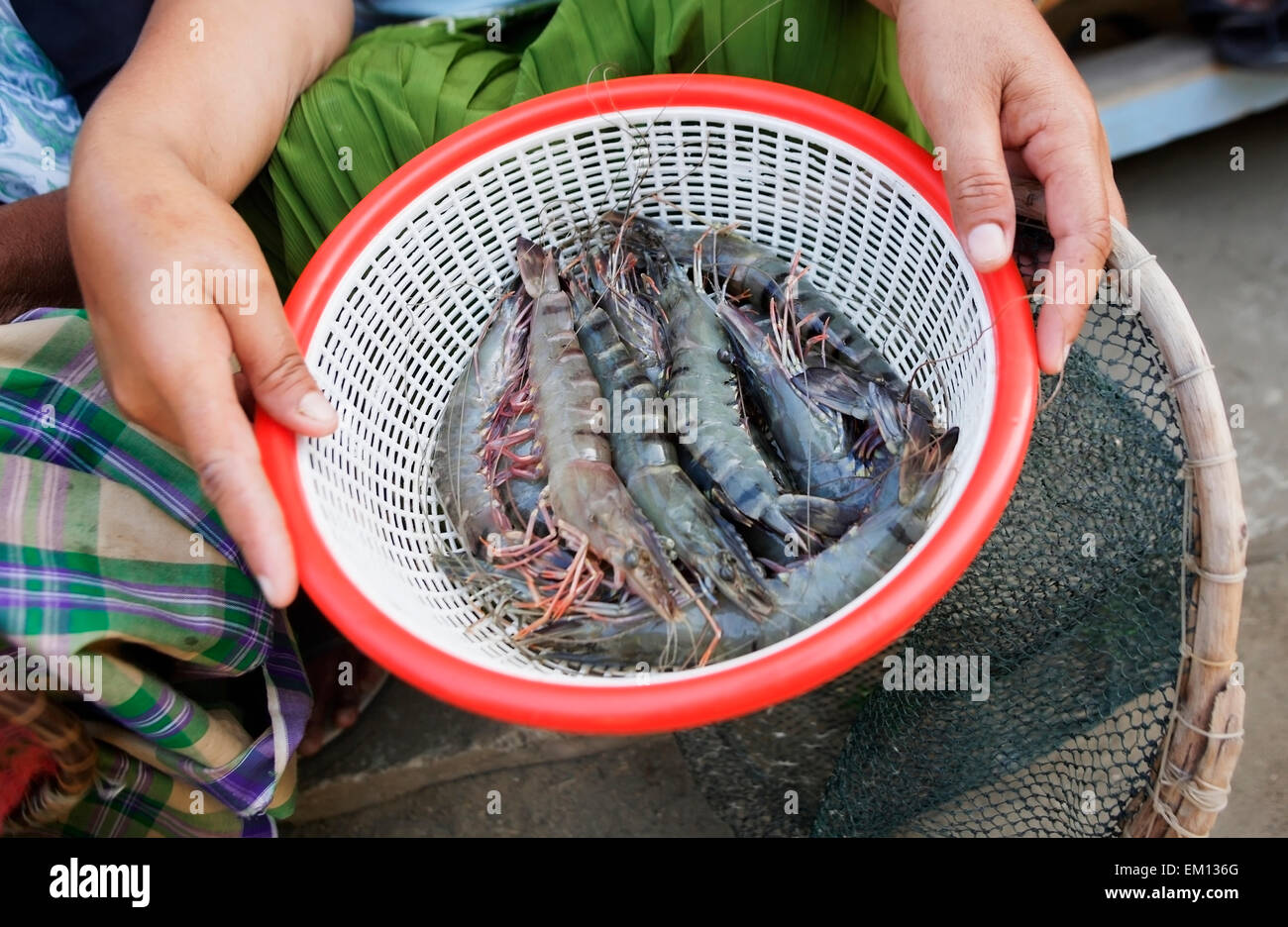 Fisherwoman with fresh caught prawns; Aceh Province, Sumatra, Indonesia Stock Photo