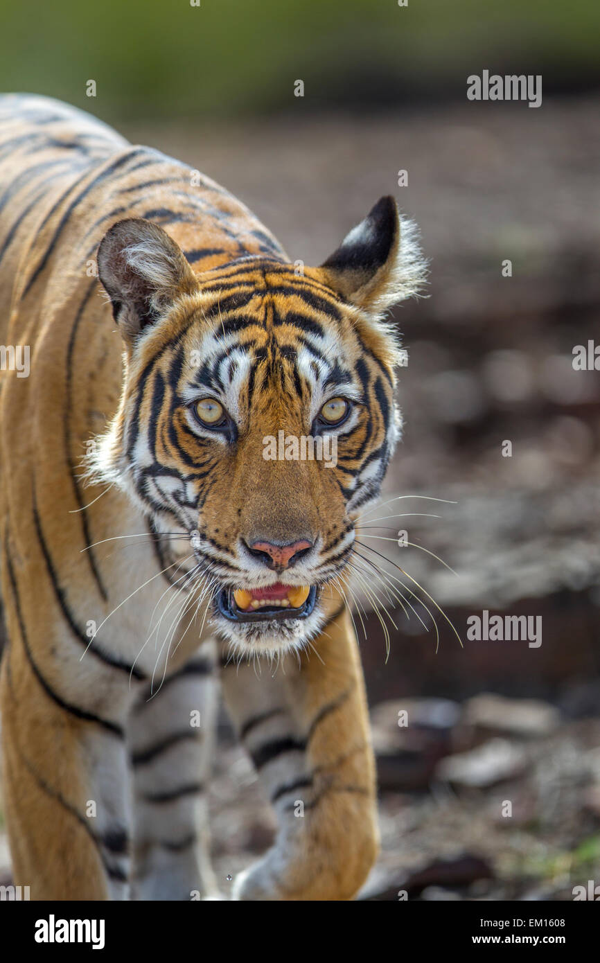 Bengal Tigress Staring At Ranthambhore Forest India Panthera Tigris