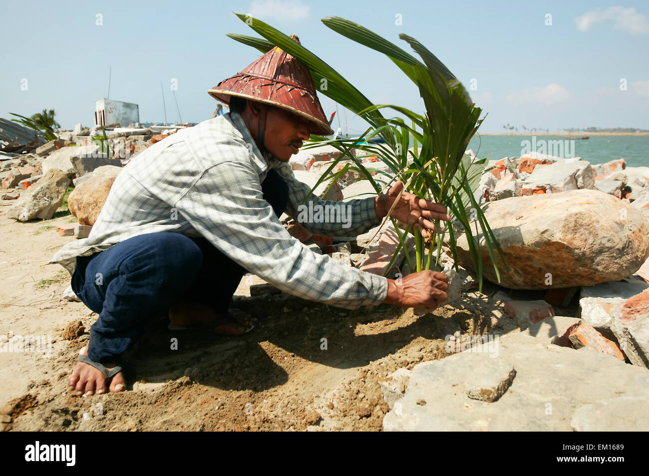 Indonesia,Planting,Aceh Province,Banda Aceh Stock Photo