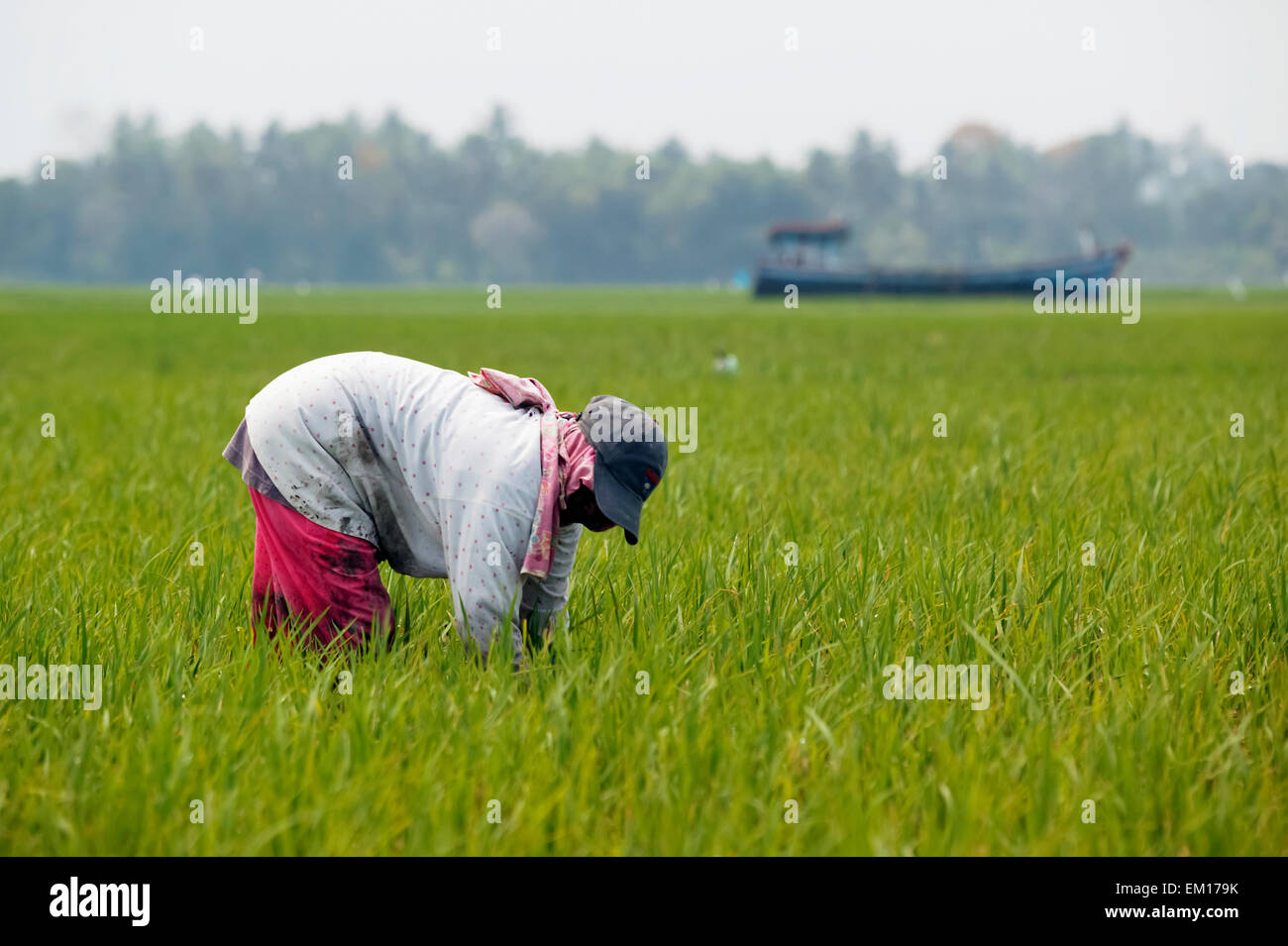 Field,Women,Indonesia,Aceh Province Stock Photo