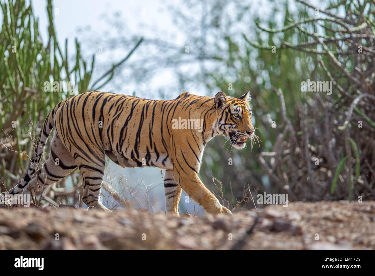 Bengal Tigress Prowling near Rajbaug area, Ranthambhore Forest, India. [Panthera Tigris] Stock Photo