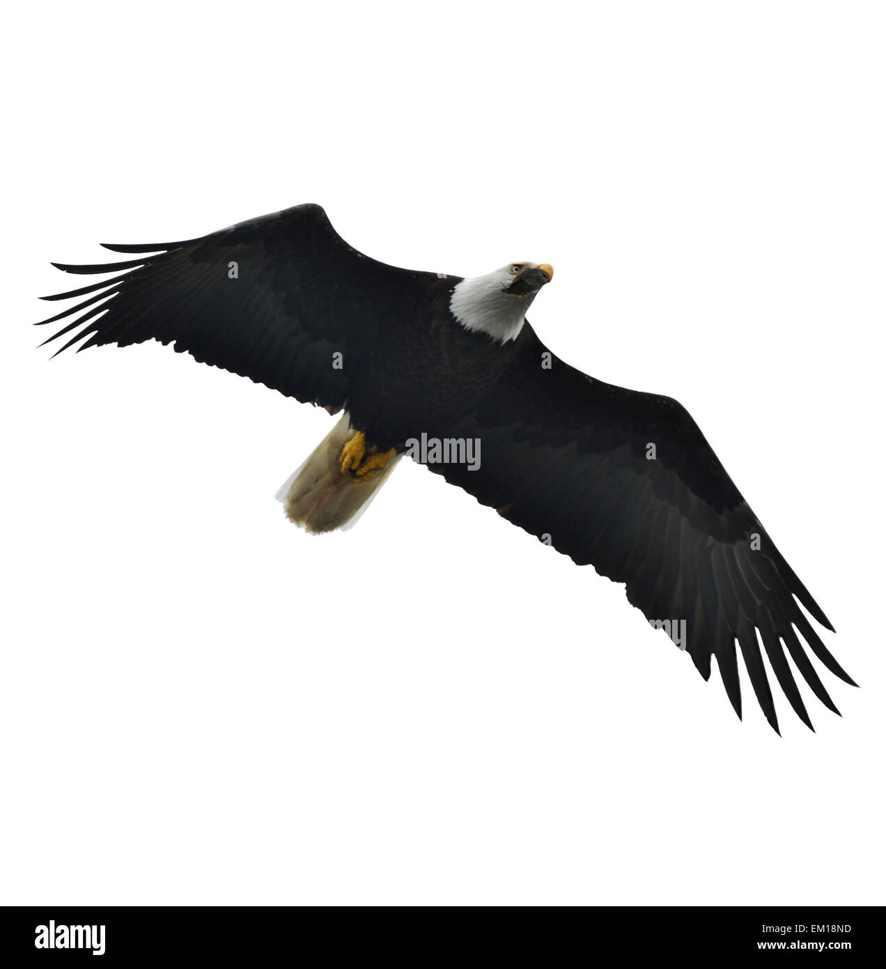 Soaring bald eagle Cut Out Stock Images & Pictures - Alamy