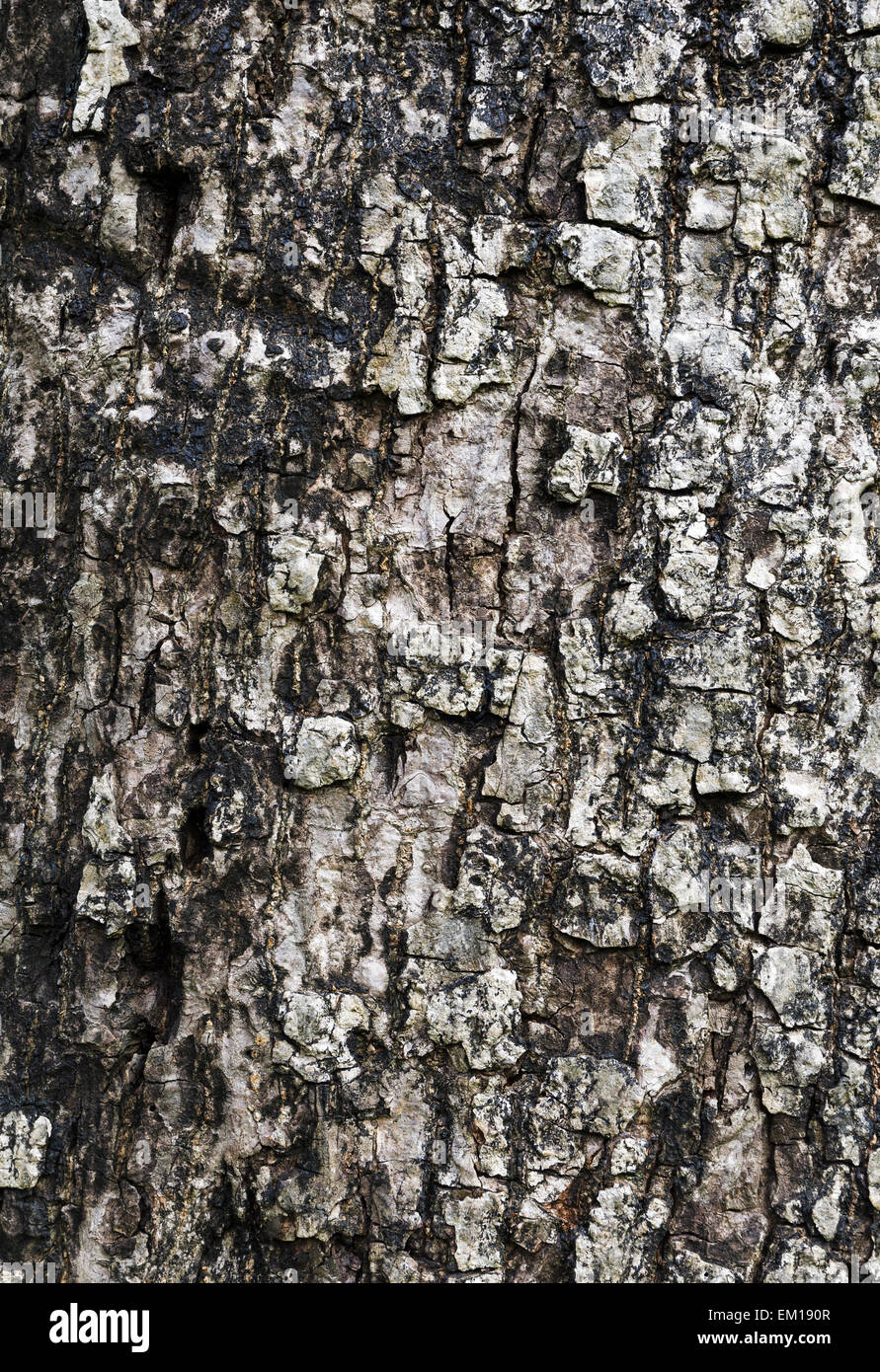 Tree bark texture Stock Photo - Alamy