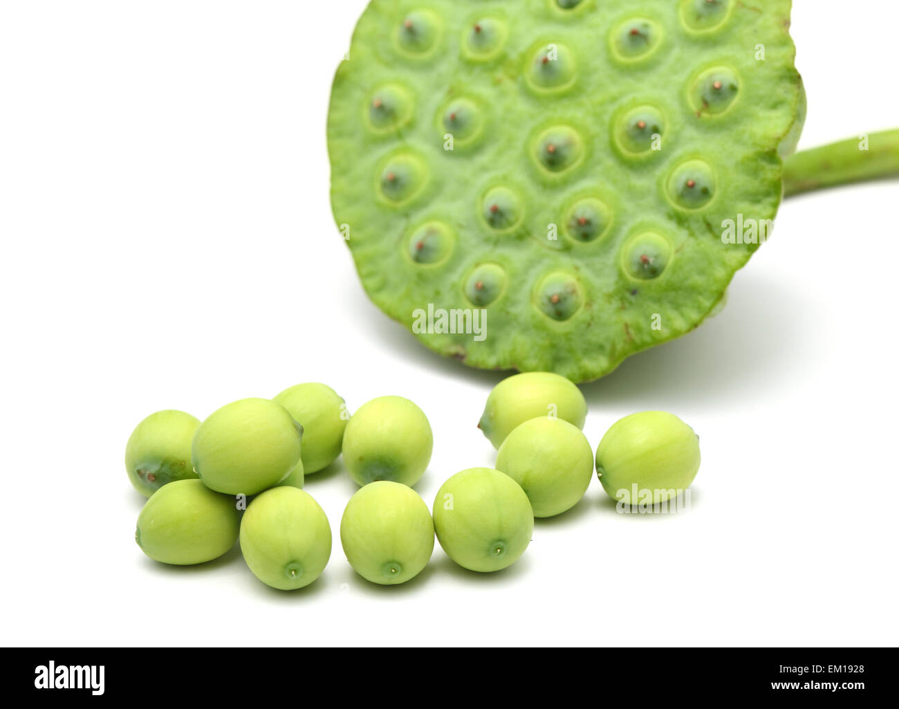 Lotus pad and seed Stock Photo Alamy