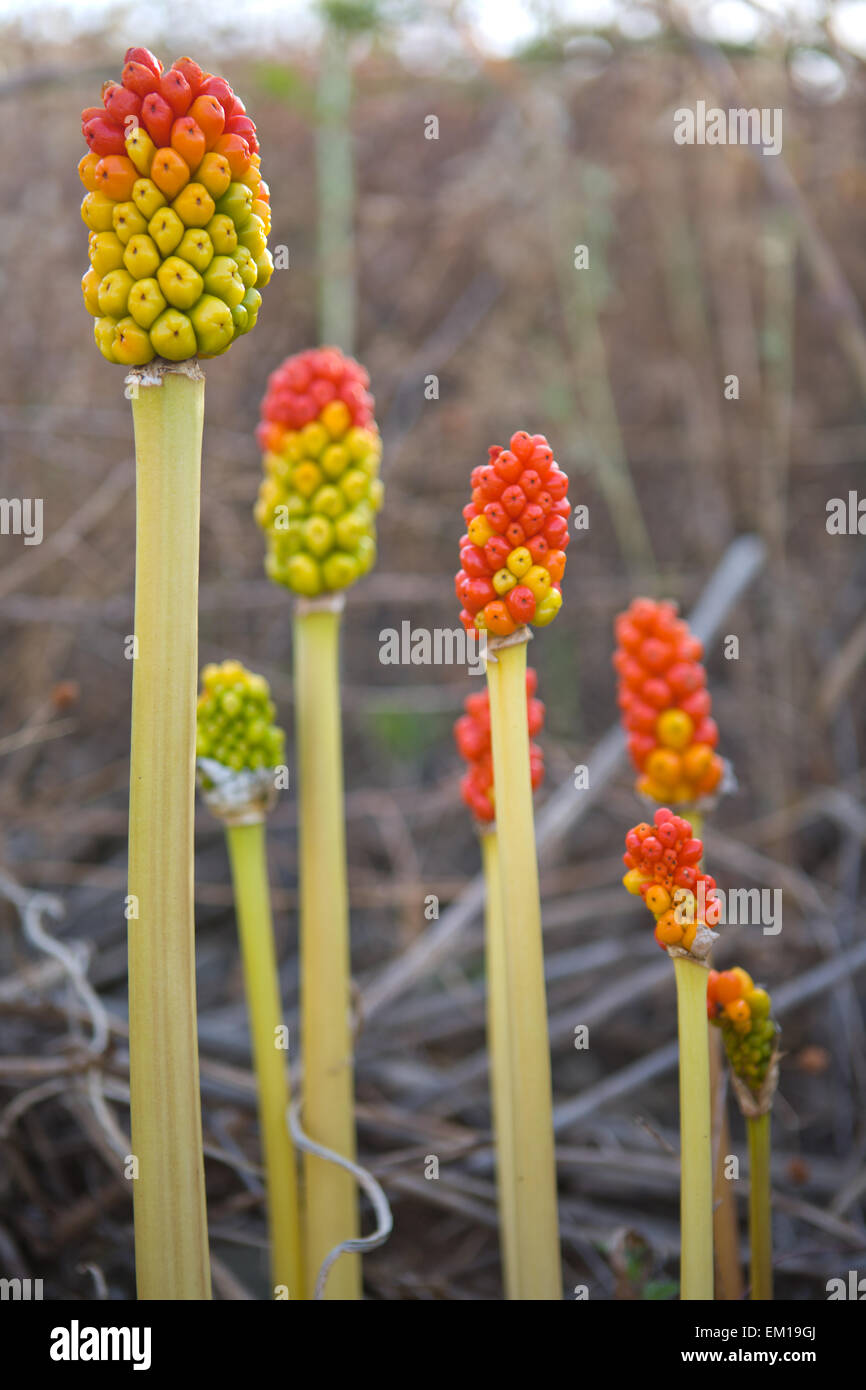 Mature fruits of gigaro clear, bread of snake or arum italicum Stock Photo