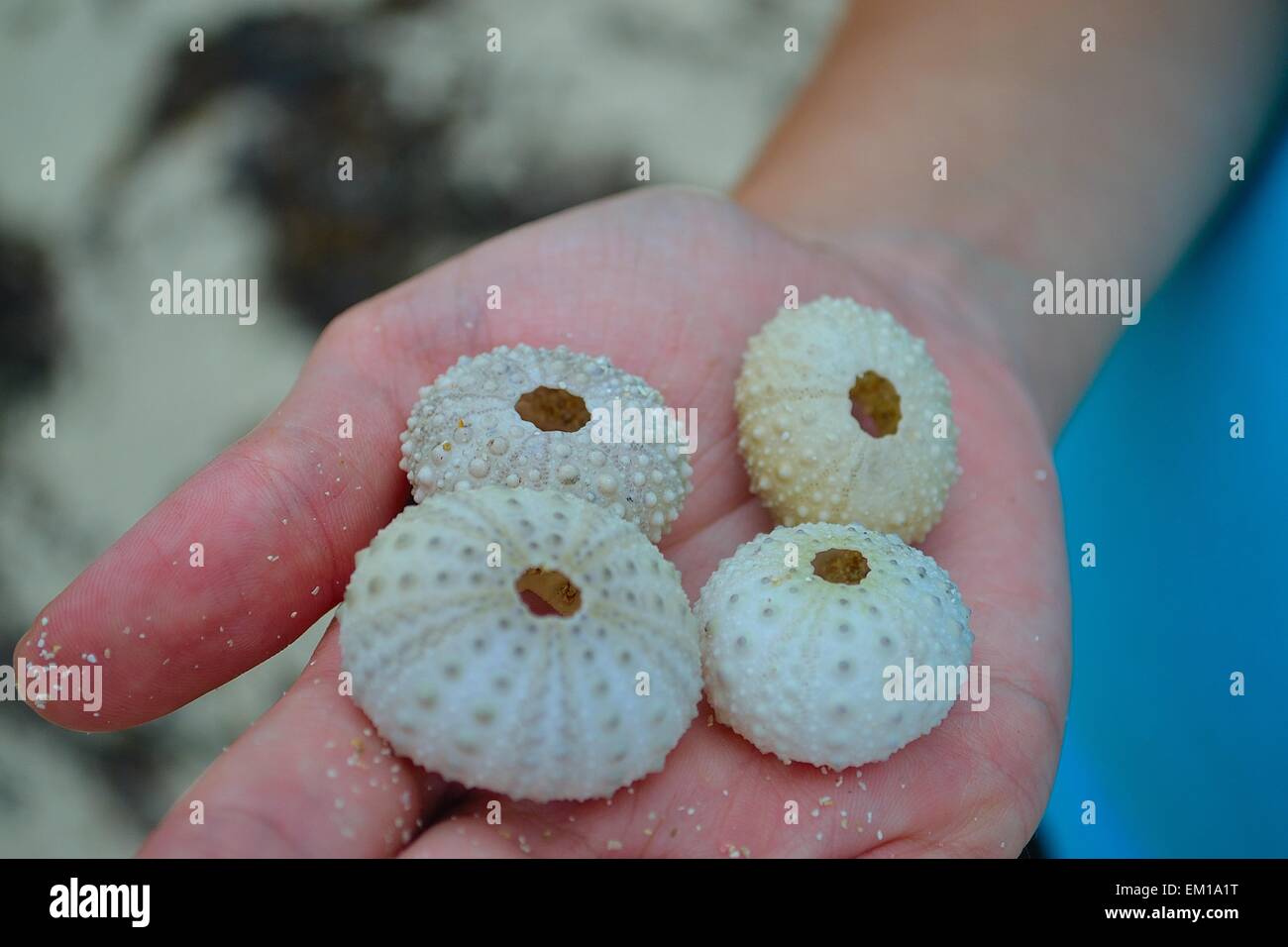 Shells found on a beach at Contadora Island Stock Photo