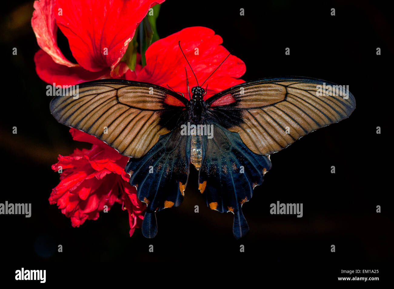 Black and brown butterfly on red flower and the dark background Stock Photo