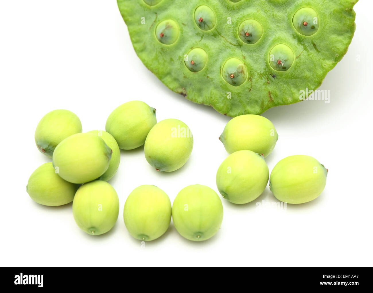 Fresh lotus seeds and pod Stock Photo Alamy