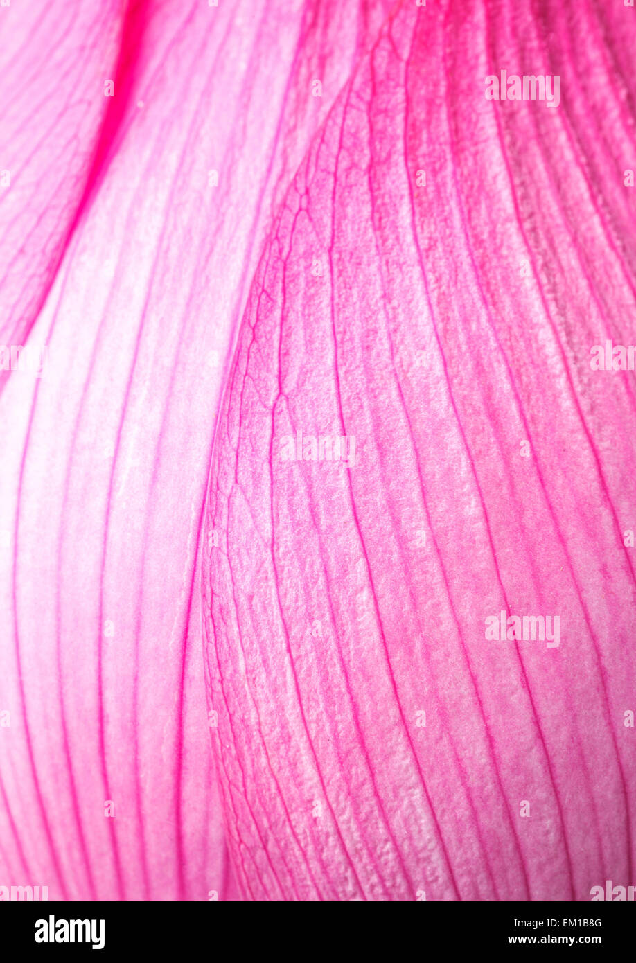Pink lotus petal Stock Photo Alamy
