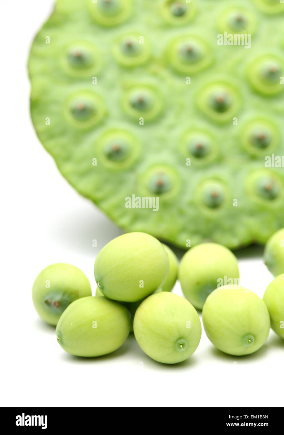 Fresh lotus seeds and pod Stock Photo - Alamy