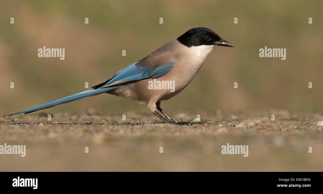 Azure Winged Magpie in Andujar National Park Stock Photo