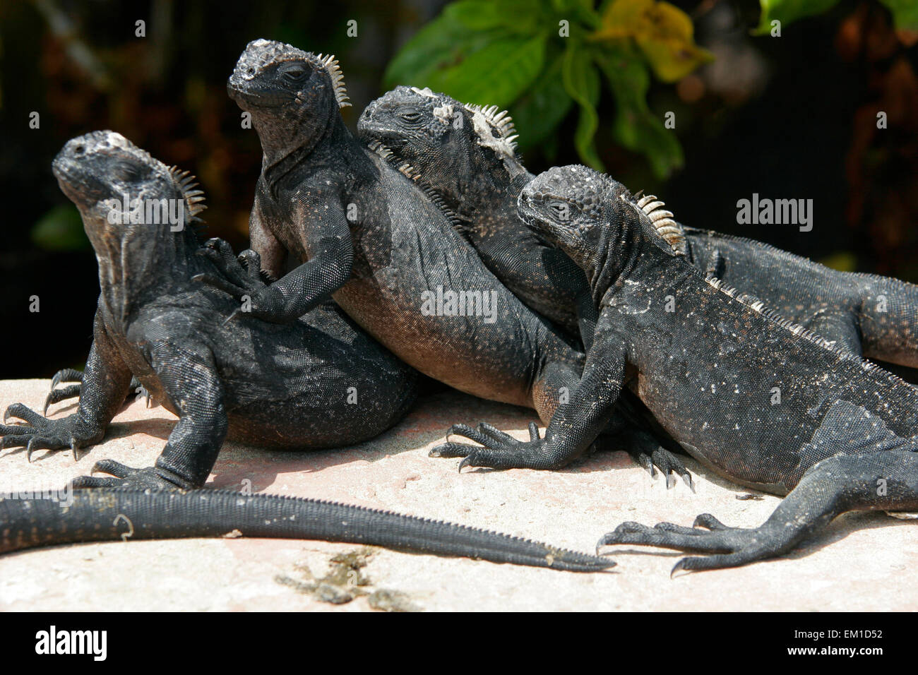 Marine iguanas (Amblyrhynchus cristatus), Galapagos Islands, Ecuador, South America Stock Photo