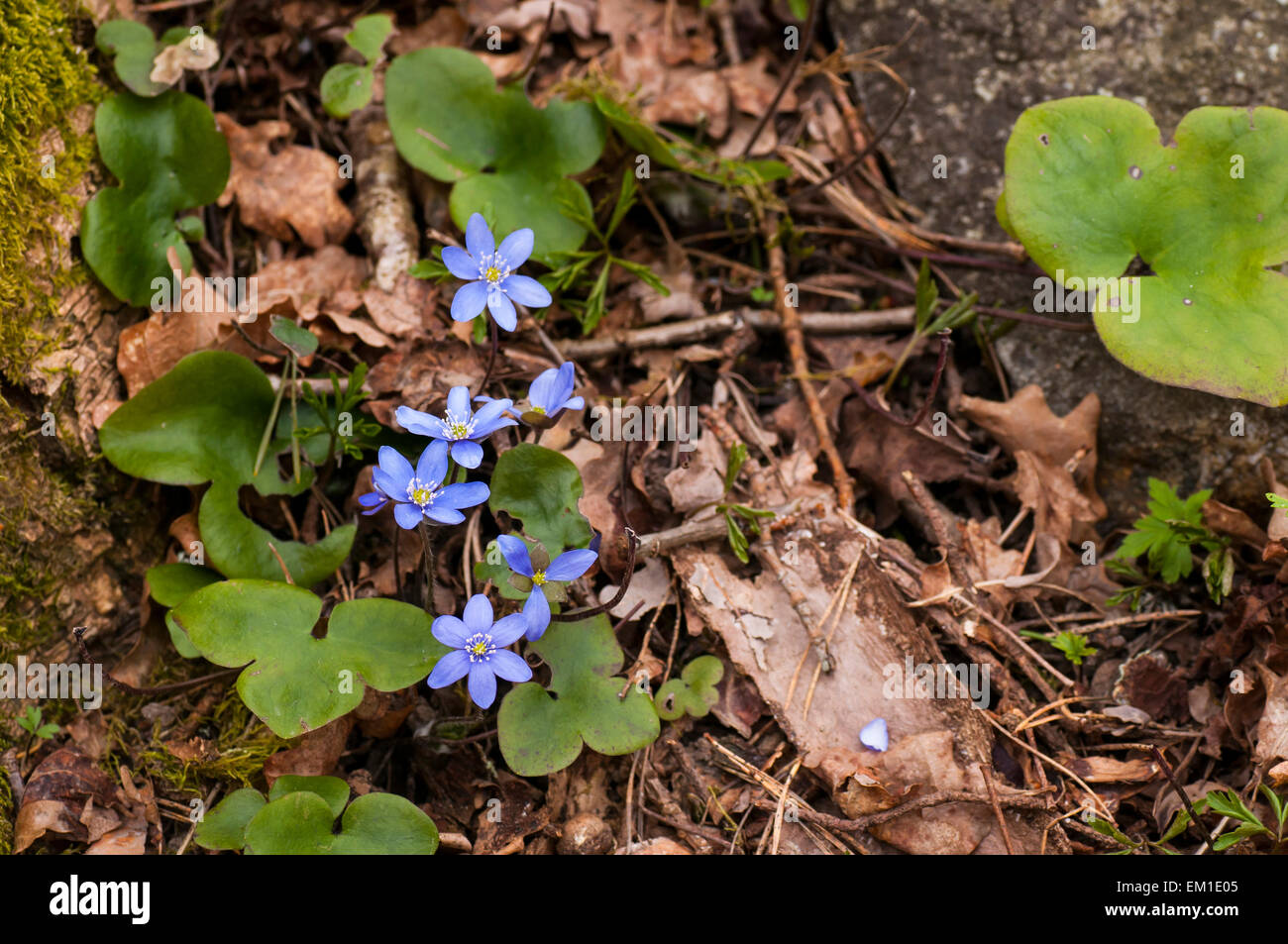 Blooming hepatica in a pile of leaves on a spring day in the forest. Stock Photo
