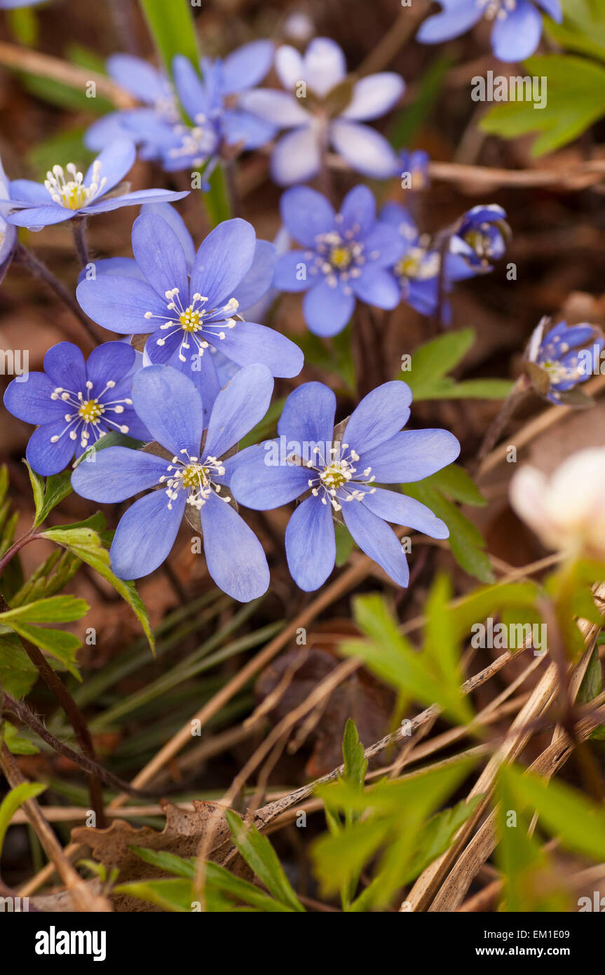 Blooming hepatica in a pile of leaves on a spring day in the forest. Stock Photo