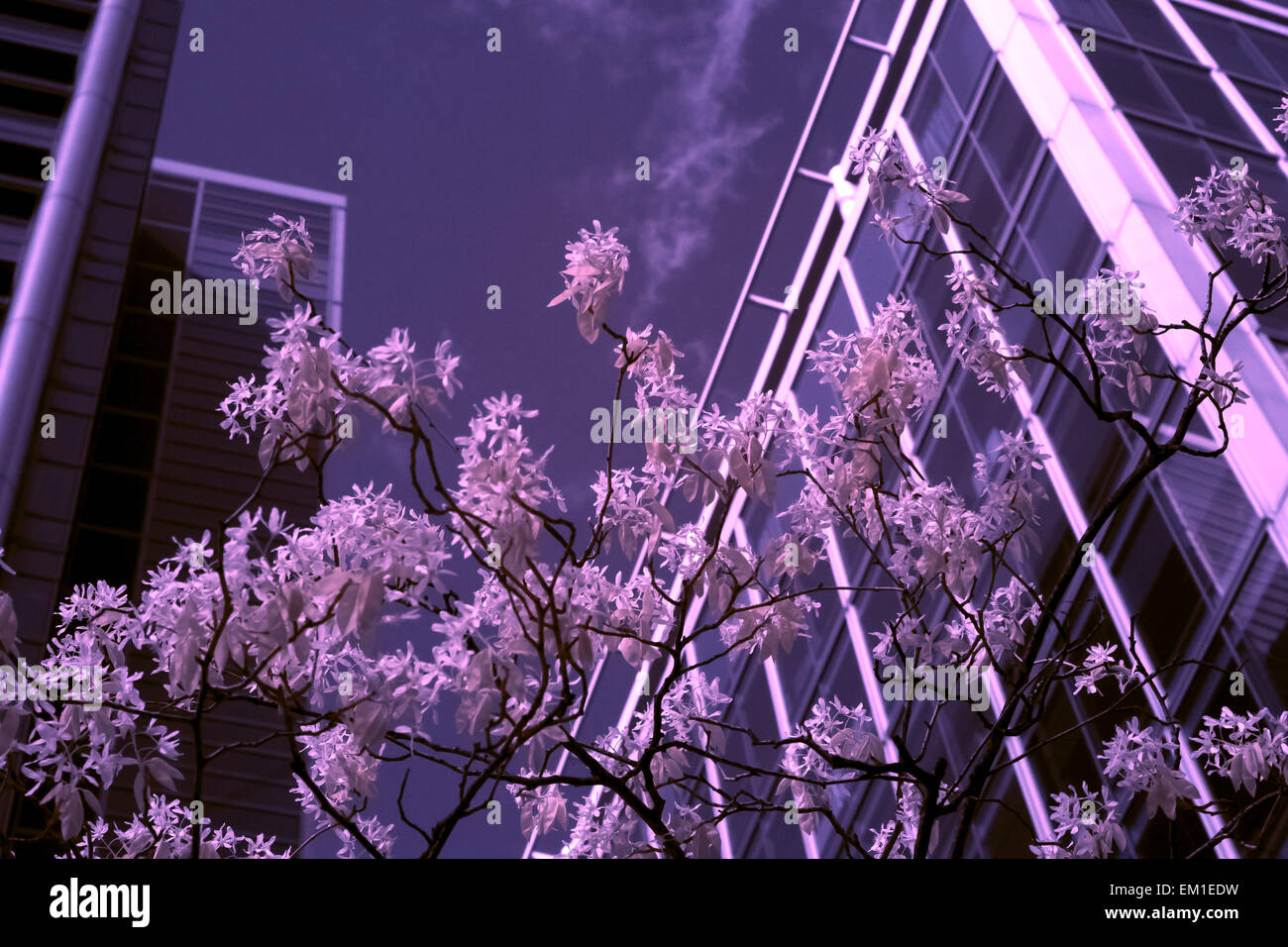 False Colour Infra Red Image Stock Photo - Alamy