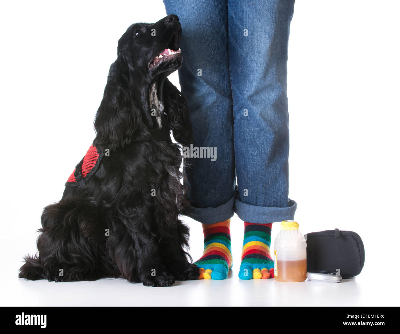 Medical service dog diabetes hires stock photography and images Alamy