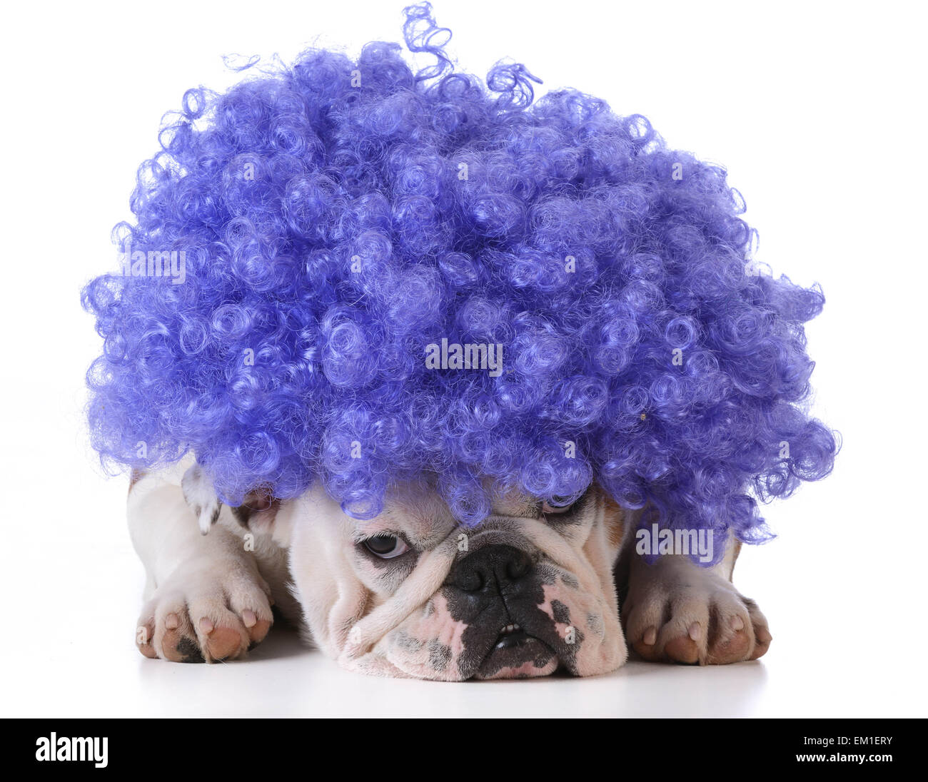 funny dog - bulldog wearing clown wig on white background Stock Photo