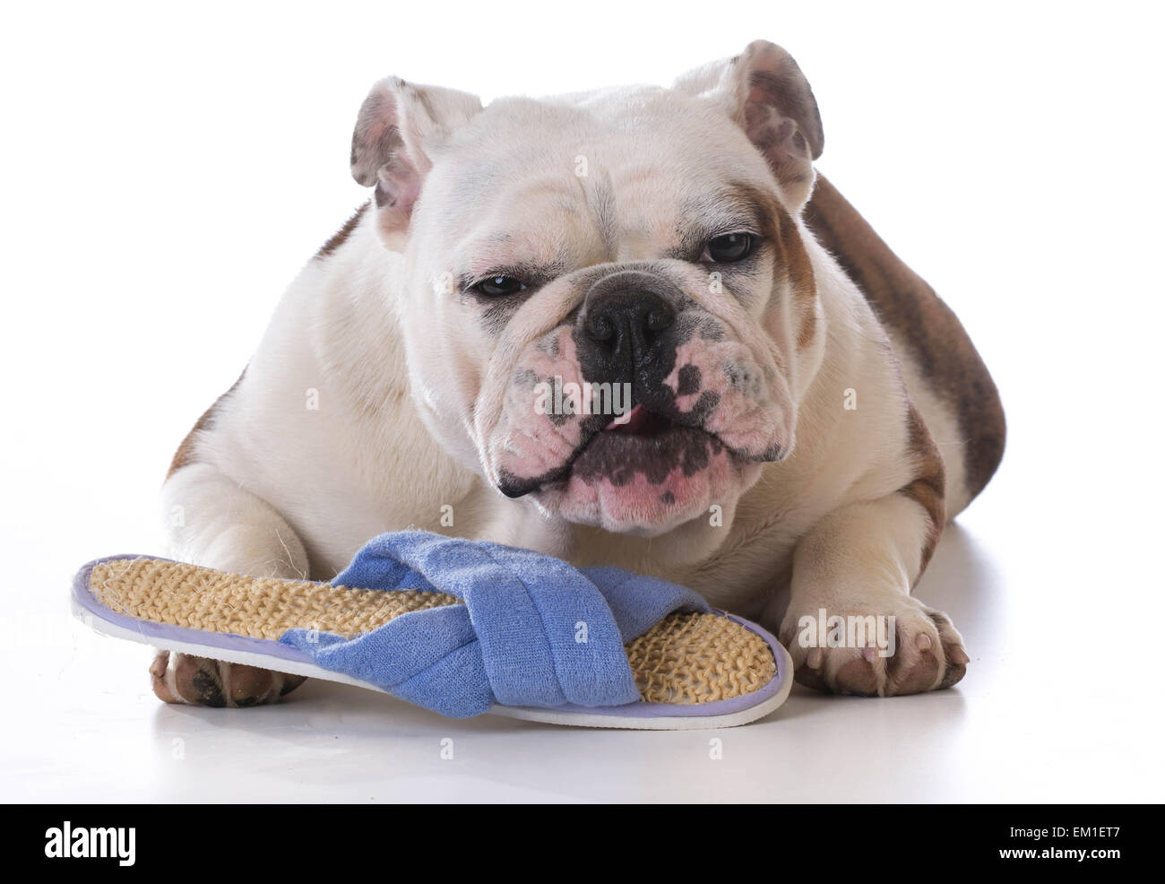 puppy chewing on slipper with funny expression on white background Stock Photo