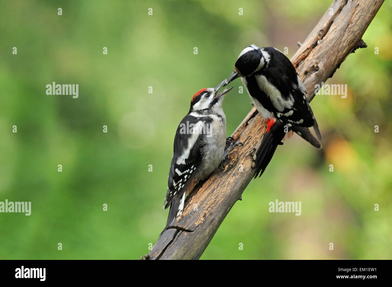 Great Spotted Woodpecker Stock Photo