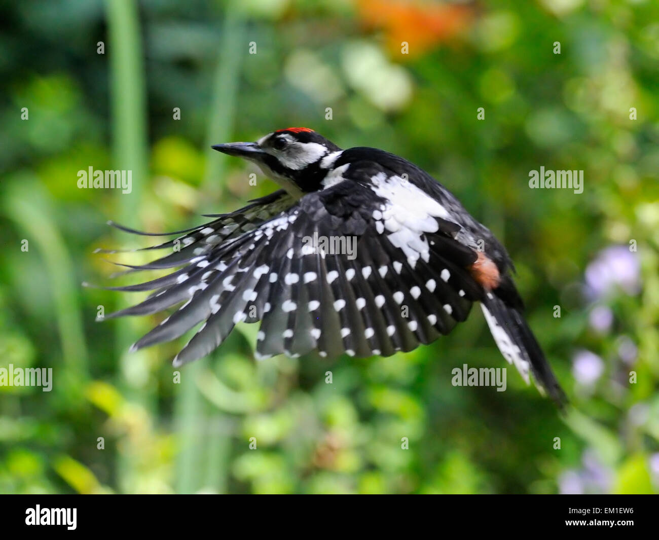 Flying Great Spotted Woodpecker Stock Photo