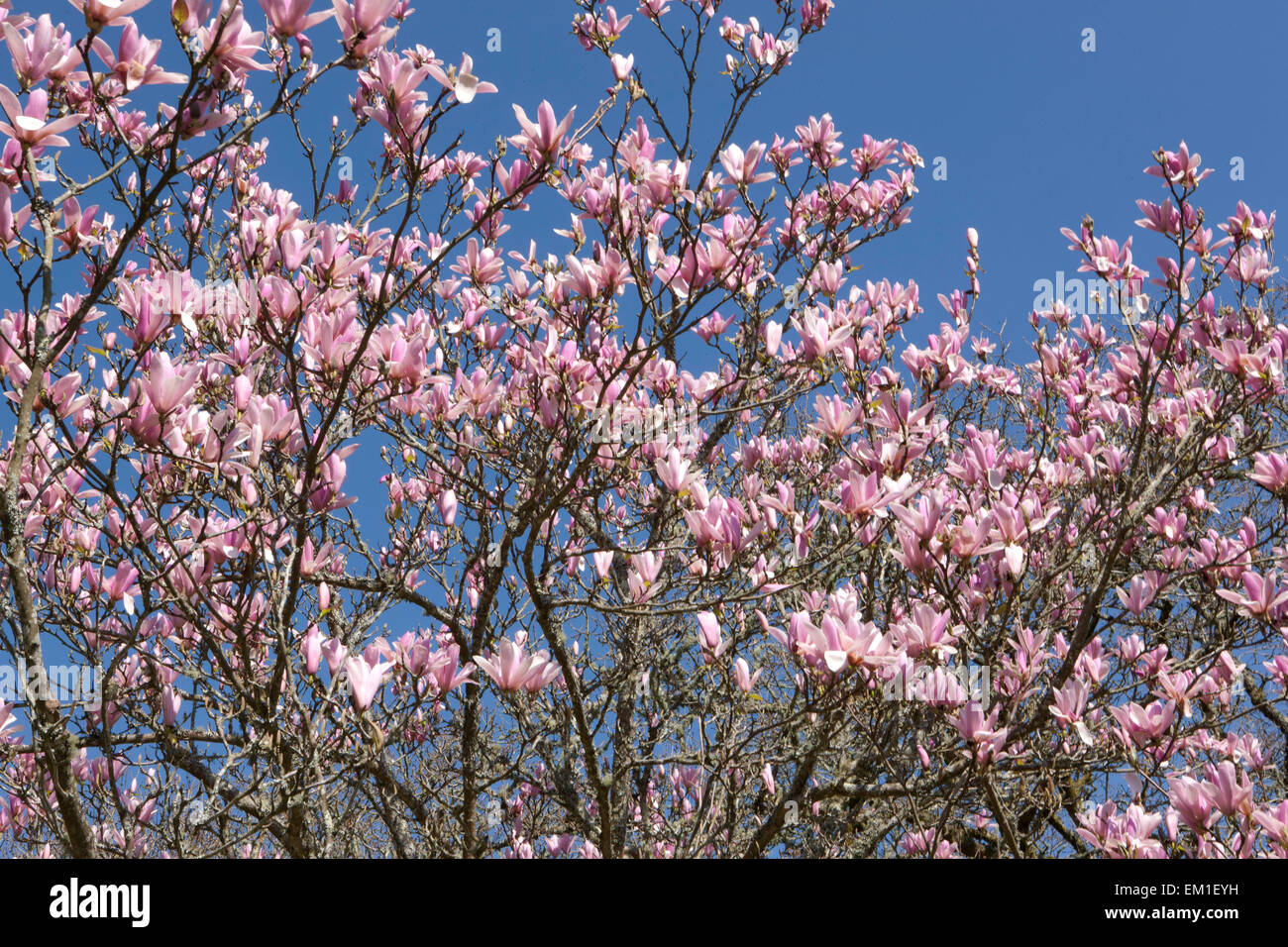 Large pink flowers of Magnolia tree at Pinetum Park St Austell  Cornwall on a Spring Day. Stock Photo