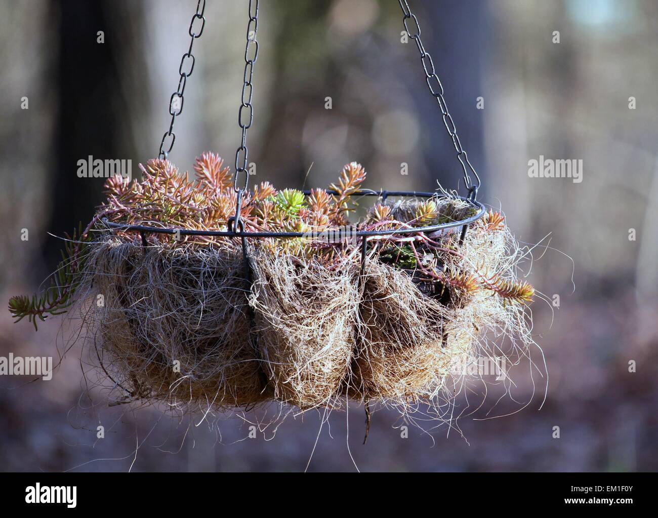 Sedum in the Sunlight Stock Photo Alamy