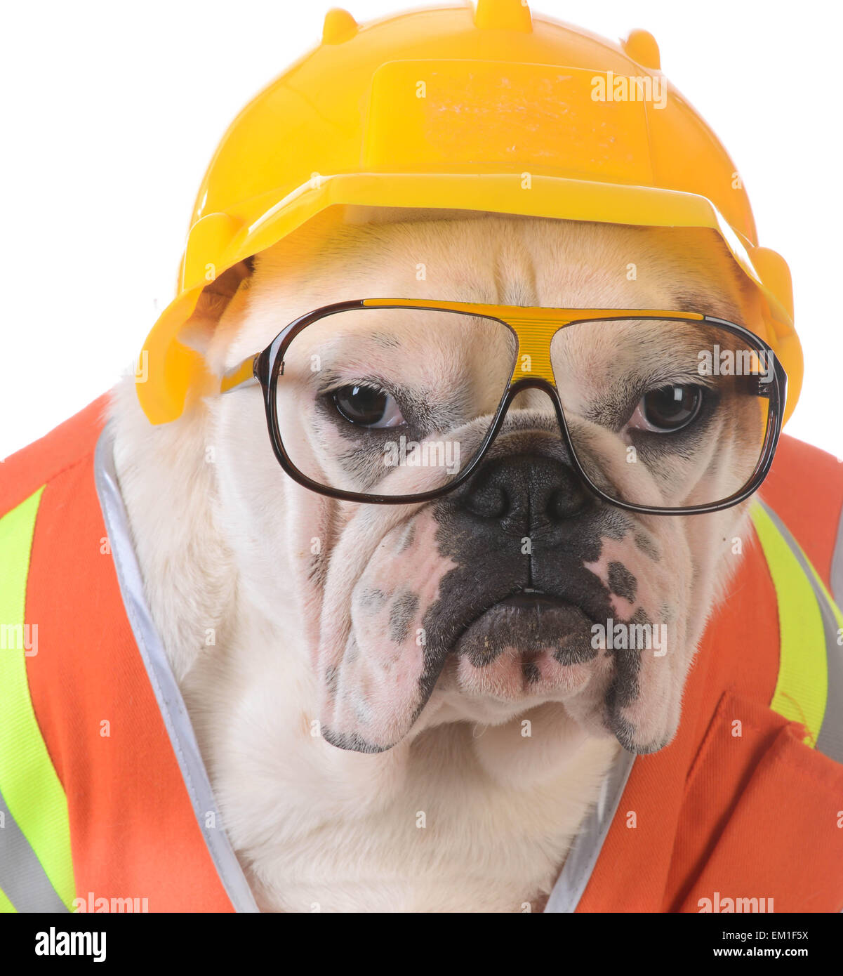 working dog - bulldog dressed up like construction worker on white
