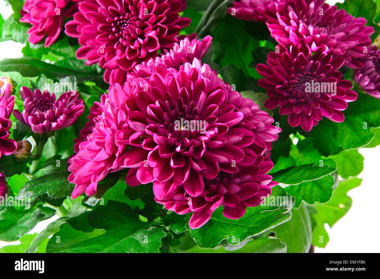 Bouquet of Chrysanthemums Isolated Stock Photo Alamy