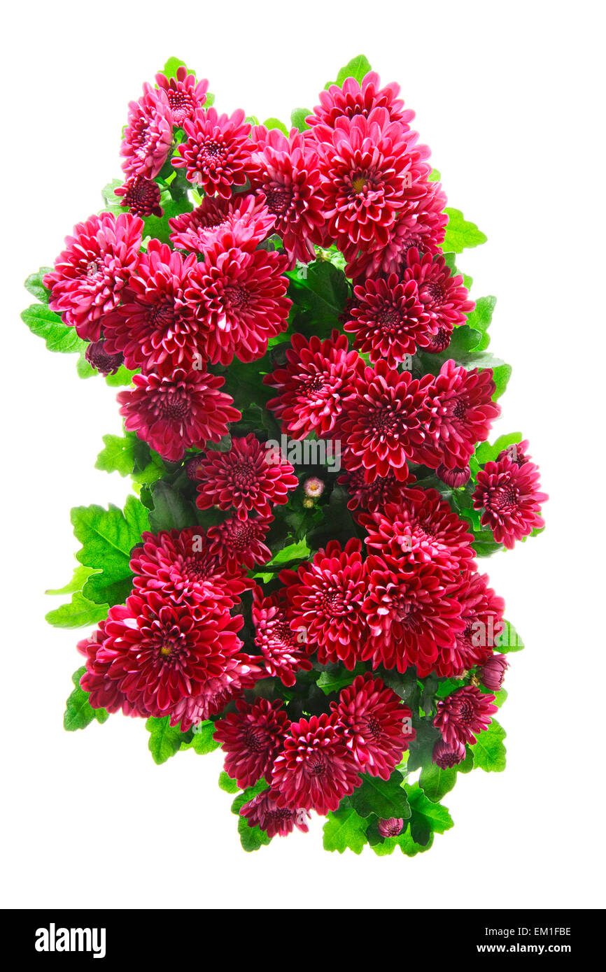 Bouquet of Chrysanthemums Isolated Stock Photo Alamy