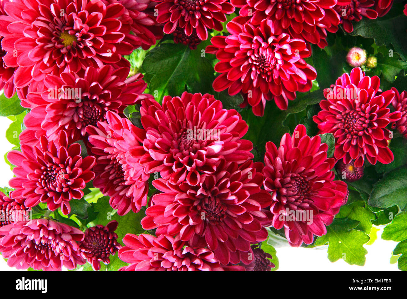 Bouquet of Chrysanthemums Isolated Stock Photo Alamy