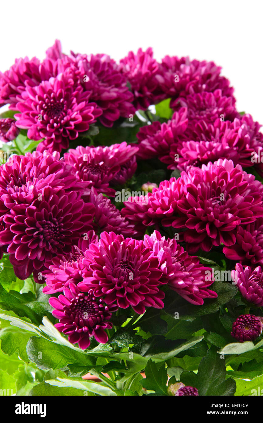 Bouquet of Chrysanthemums Isolated Stock Photo Alamy