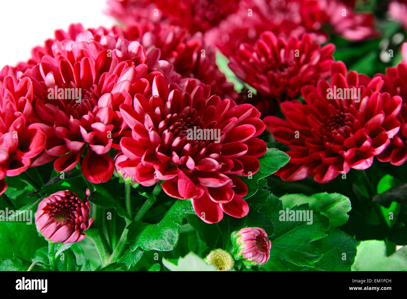 Bouquet of Chrysanthemums Isolated Stock Photo Alamy
